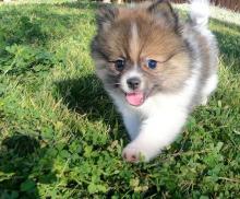 Puppies for sale pomeranian spitz - Portugal, Aveiro