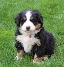 Puppies for sale bernese mountain dog - Italy, Modena