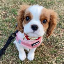 Puppies for sale king charles spaniel - Lithuania, Pasvalys