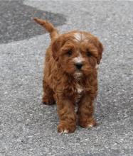 Puppies for sale , cavapoo - Kyrgyzstan, Osh