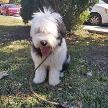 Puppies for sale bobtail - Azerbaijan, Agdam