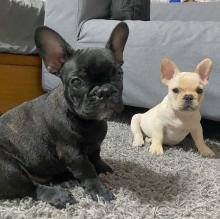 Puppies for sale french bulldog - Lithuania, Vilnius