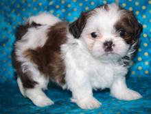 Puppies for sale shih tzu - Uzbekistan, Bukhara