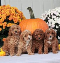 Puppies for sale poodle - Hungary, Szekesfehervar