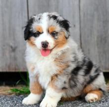 Puppies for sale australian shepherd - Latvia, Cesis