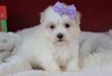 Puppies for sale maltese - Italy, Bergamo