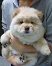 Puppies for sale chow chow - Sweden, Helsingborg