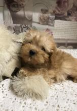 Puppies for sale , maltipoo - Romania, Constanta