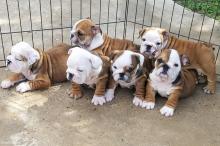 Puppies for sale english bulldog - Poland, Warsaw. Price 10 €