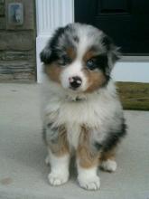 Puppies for sale australian shepherd - Estonia, Tallinn