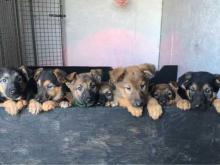 Puppies for sale german shepherd dog - Slovenia, Pristina. Price 12 €