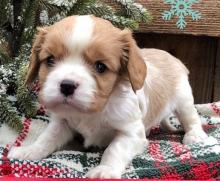 Puppies for sale king charles spaniel - Belgium, Liege