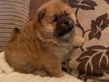 Puppies for sale chow chow - Sweden, Goteborg. Price 11 €