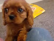 Puppies for sale king charles spaniel - Ireland, Dublin. Price 11 €