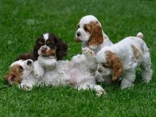 Puppies for sale cocker spaniel - Belgium, Antwerp