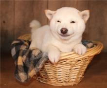 Puppies for sale , shiba inu - Russia, Barnaul