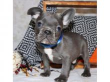 Puppies for sale french bulldog - Netherlands, Eindhoven. Price 10 €