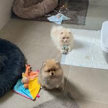 Puppies for sale pomeranian spitz - Belgium, Bruges