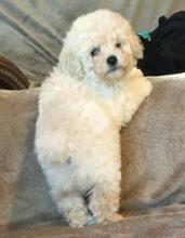 Puppies for sale toy-poodle - France, Lille