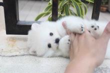 Puppies for sale pomeranian spitz - Slovakia, Bridge