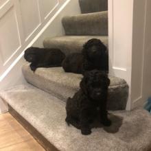 Puppies for sale irish water spaniel - Greece, Piraeus. Price 12 €