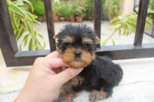 Puppies for sale yorkshire terrier - Romania, Bucharest