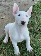 Puppies for sale bull terrier - Russia, CA