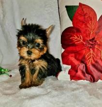 Puppies for sale yorkshire terrier - USA, Texas