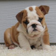 Puppies for sale english bulldog - Austria, Graz