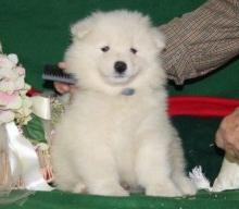 Puppies for sale samoyed dog (samoyed) - Greece, Patra. Price 10 €