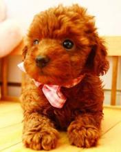 Puppies for sale toy-poodle - Bulgaria, Sofia