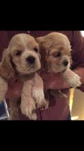 Puppies for sale cocker spaniel - Sweden, Kalmar