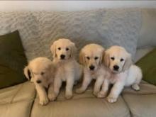 Puppies for sale golden retriever - Belgium, Gant. Price 11 €