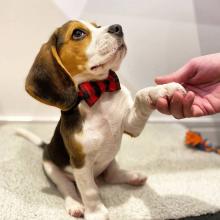 Puppies for sale beagle - Russia, Angarsk