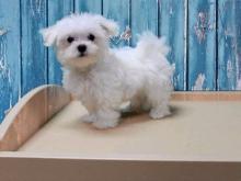 Puppies for sale maltese - Cyprus, Nicosia