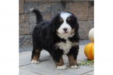 Puppies for sale bernese mountain dog - Estonia, Tallinn