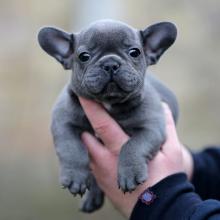 Puppies for sale french bulldog - USA, Washington