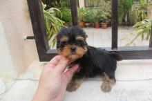 Puppies for sale yorkshire terrier - Luxembourg, Luxembourg