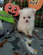 Puppies for sale pomeranian spitz - Cyprus, Limassol