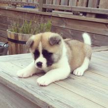 Puppies for sale akita - USA, Wisconsin