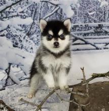 Puppies for sale other breed, pomsky - Cyprus, Protaras