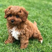 Puppies for sale , cavapoo - Lithuania, Lazdijai