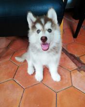 Puppies for sale , siberian husky - Spain, Granada