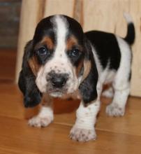 Puppies for sale basset hound - Tajikistan, Khujand