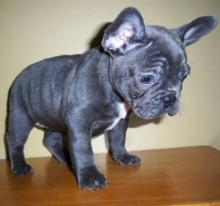 Puppies for sale french bulldog - Netherlands, Eindhoven. Price 11 €