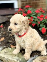 Puppies for sale , golden doodle - France, Nantes