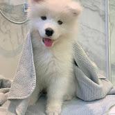 Puppies for sale samoyed dog (samoyed) - Finland, Lapperanta