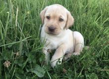 Puppies for sale labrador - Spain, Bilbao. Price 12 €