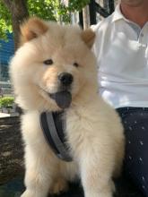 Puppies for sale chow chow - Belgium, Brussels. Price 11 €