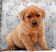 Puppies for sale labrador retriever - Canada, Quebec, Montreal